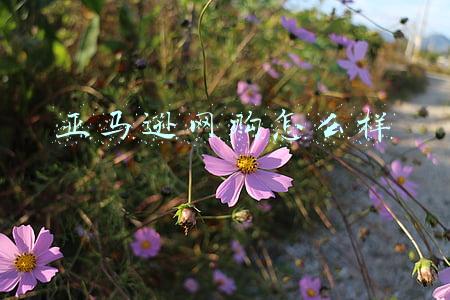 亚马逊网购怎么样