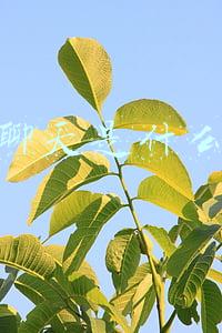 置顶聊天是什么意思