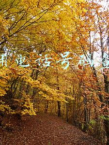 怎么用电话号码查快递