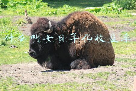 什么叫七日年化收益率
