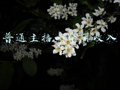 普通主播一个月收入