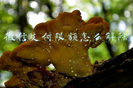 微信支付限额怎么解除