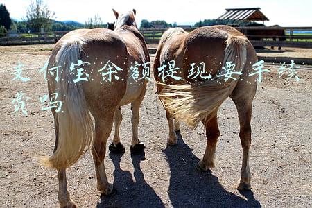 企业支付宝余额提现要手续费吗(支付宝提现收费六大干货！)
