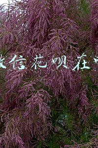 微信花呗在哪