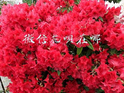 微信花呗在哪