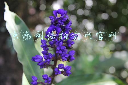 京东司法拍卖网官网