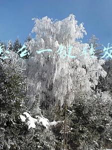 微信怎么一键转发朋友圈