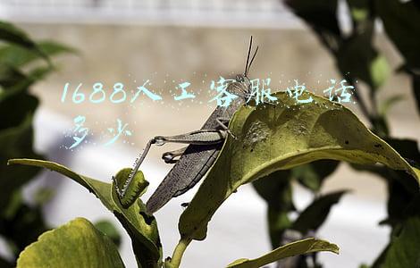 阿里巴巴1688人工客服电话多少(阿里巴巴集团发布重要公告)