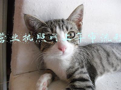 营业执照网上年审流程