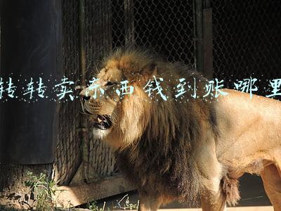 转转卖东西钱到账哪里