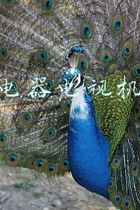 苏宁电器电视机价格