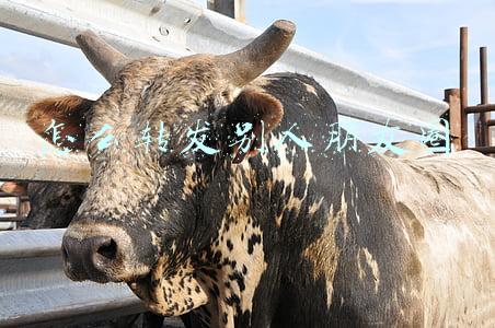 怎么转发别人朋友圈
