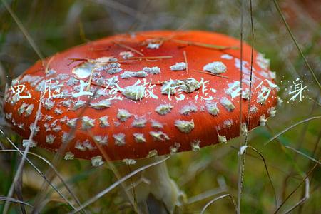 电脑上登微信怎么分身