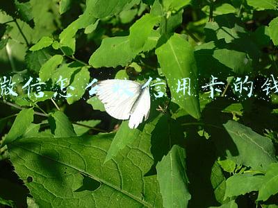 手机微信怎么收信用卡的钱(微信、支付宝收付款如何做账？)