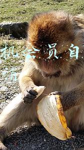 苹果手机会员自动续费怎么取消