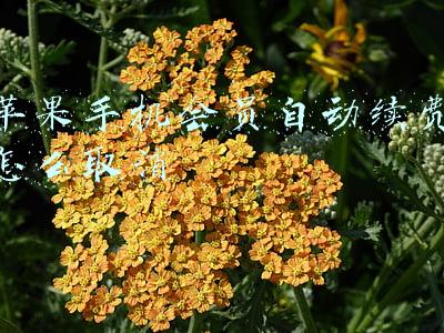 苹果手机会员自动续费怎么取消