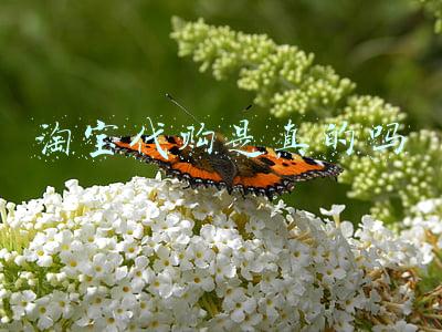 淘宝代购是真的吗
