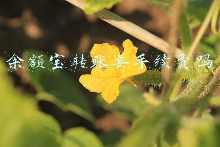 余额宝转账要手续费吗