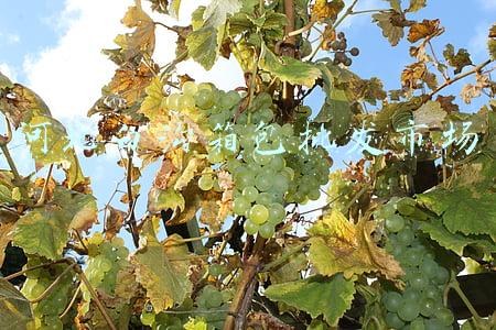 河北白沟箱包批发市场