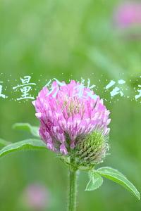 质量分数公式