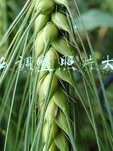怎么调整照片大小