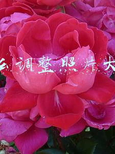 怎么调整照片大小
