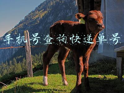 手机号查询快递单号