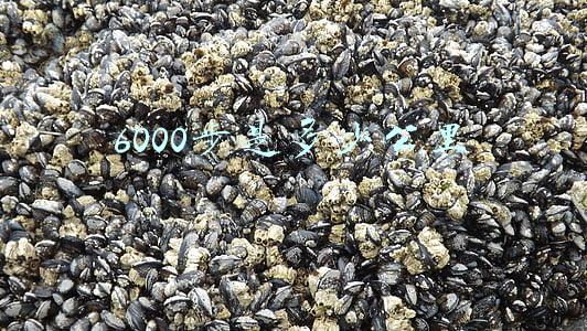 微信运动的26000步是多少公里(春节到底胖了几斤？微信运动数据给出了结果……)