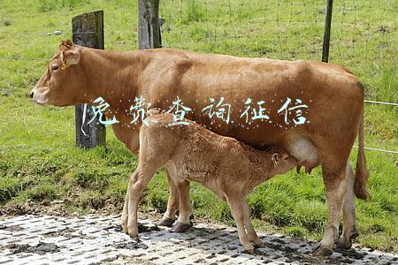 免费查询征信