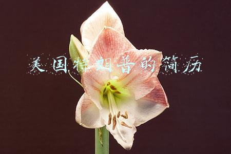 美国特朗普的简历
