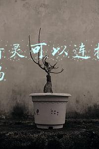 天猫精灵可以连接手机热点吗