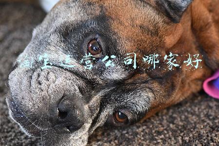 淘宝运营公司哪家好