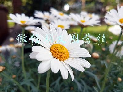 微信朋友圈营销