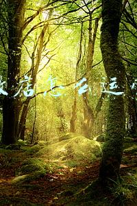微店怎么运营