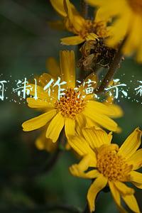 如何制作演示视频