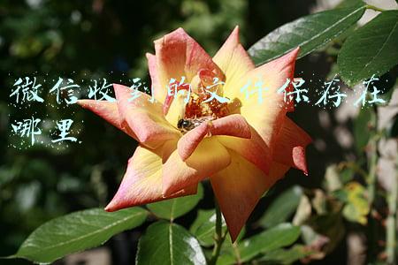 微信收到的文件保存在哪里
