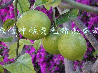 微信冲话费充错怎么办