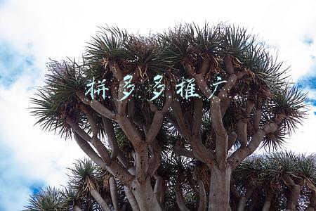 拼多多推广