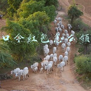 口令红包怎么领