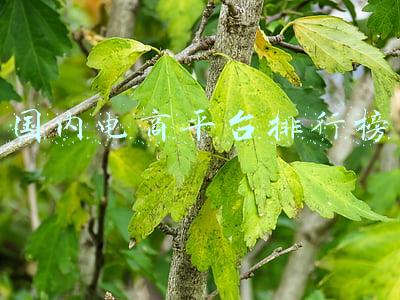 国内电商平台排行榜