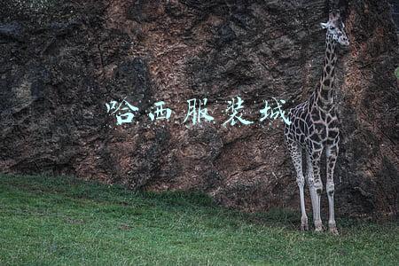 哈西服装城女店员照片(最新！哈尔滨此地寻找次密接人员)