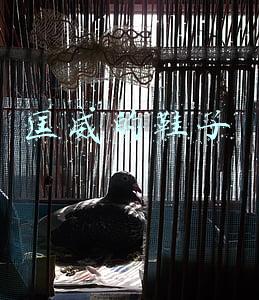 匡威的鞋子