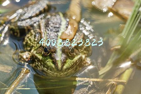 4008823823