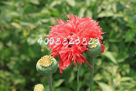4008823823