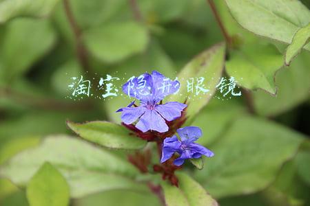 淘宝隐形眼镜