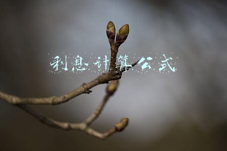 利息计算公式