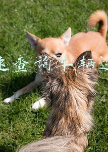 快速查询车辆违章