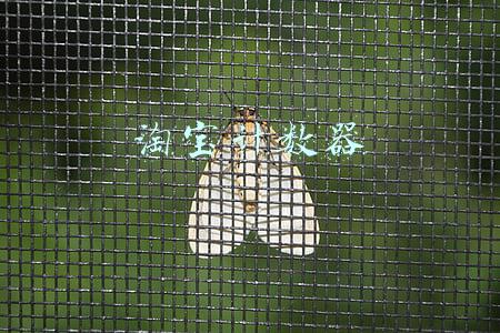 淘宝机刷软件(绿软双十一助手 v1.1.0 淘宝喵糖助手、京东热爱环游记助手[安卓版])