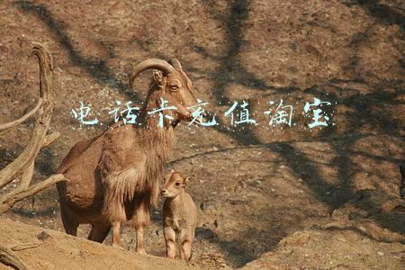 电话卡充值淘宝