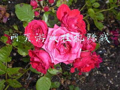 网页游戏挂机赚钱仙侠道(仙侠道手游新手攻略 副本关卡玩法介绍)